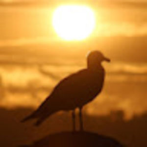 Meet your Posher, Davida